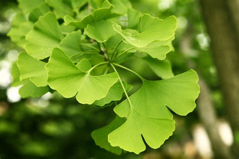 Ginko.